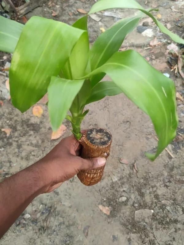 Brazilian Lucky Wood Mini Home Plant Decorations